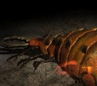 coldworm-the-burrower-nahled