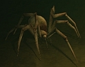spiderling